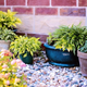 Illustration for article titled How to Protect Your Garden During the Hot Summer